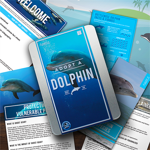 adopt a dolphin adopt a dolphin